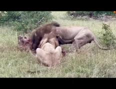 胜负在望！广东猛狮与河北狼腾队对抗